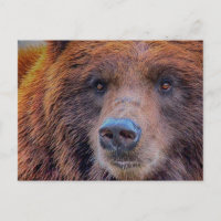 Foto de vida salvaje del oso marrón parduzco pardo