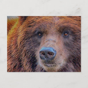 Postal Foto de vida salvaje del oso marrón parduzco pardo