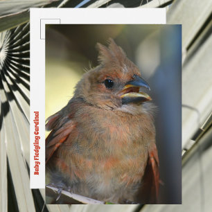 Postal Foto de vida silvestre adorable de un cardenal pol
