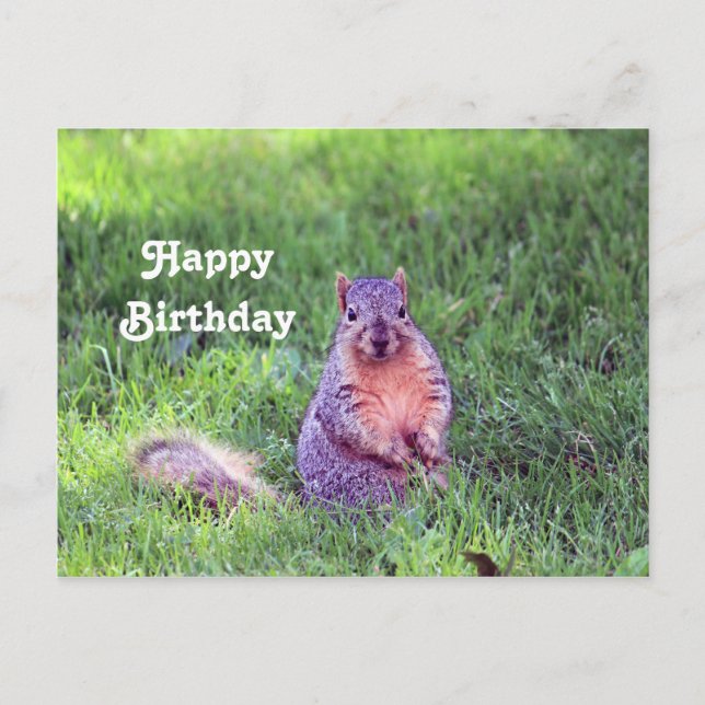 Postal Foto de vida silvestre Cute Squirrel Cumpleaños (Anverso)