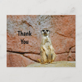 Postal Foto de vida silvestre de suricata Gracias