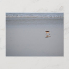 Postal Foto de vida silvestre Ocean Nature Beach Bird San