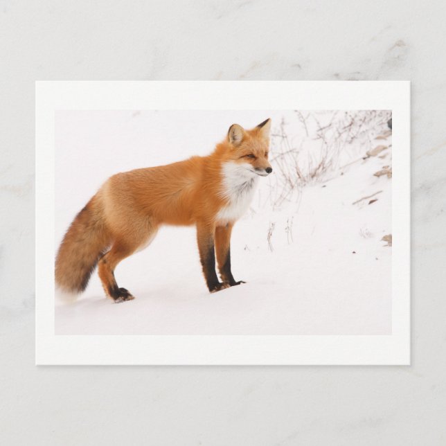 Postal Foto de vida silvestre Red Fox Nature (Anverso)