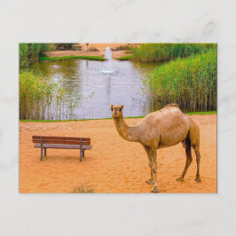 Postal Foto de Wildlife Camel Oasis