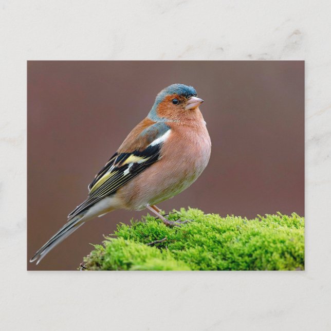 Postal Foto de Wildlife Chaffinch (Anverso)