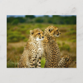 Postal Foto de Wildlife Cheetah