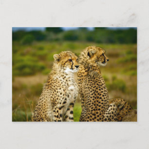 Postal Foto de Wildlife Cheetah