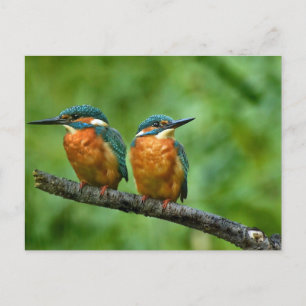 Postal Foto de Wildlife Kingfisher