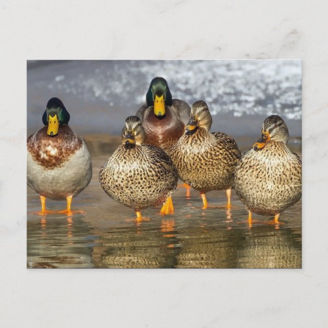 Postal Foto de Wildlife Mallard Ducks (Anverso)