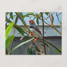 Postal Foto de Wildlife Zebra Finch