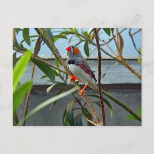 Postal Foto de Wildlife Zebra Finch