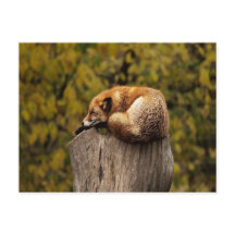 foto de zorro dormido