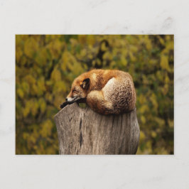 Postal foto de zorro dormido