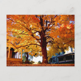 Postal Foto del árbol de otoño de Mark Edward Westerfield