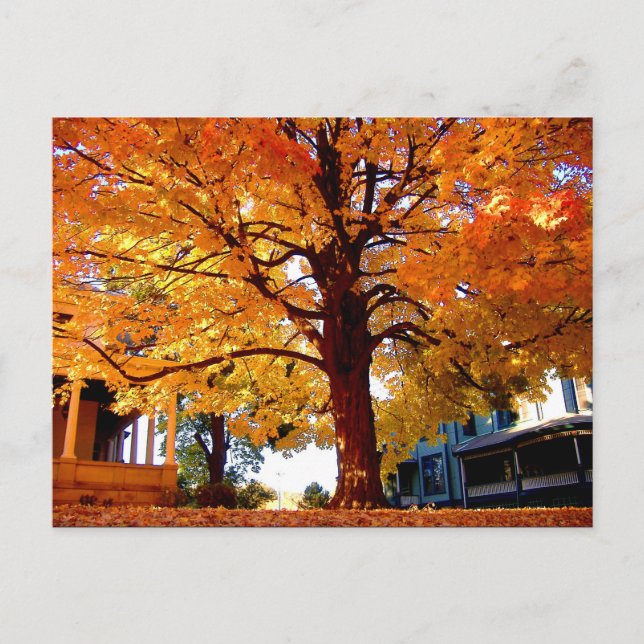 Postal Foto del árbol de otoño de Mark Edward Westerfield (Anverso)