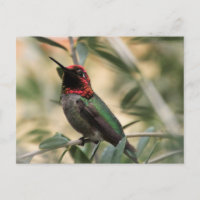 Foto del colibrí de Anna