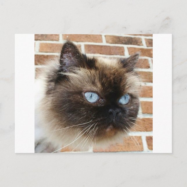 Postal Foto del gato himalayo con ojos azules (Anverso)