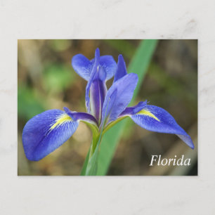 Postal Foto del iris de Florida