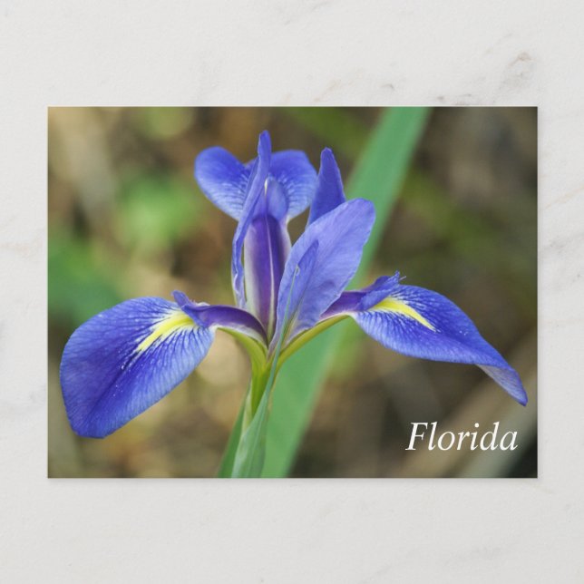 Postal Foto del iris de Florida (Anverso)
