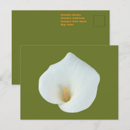 Postal Foto del jardín trasero de Calla blanca Lily Flowe