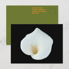 Postal Foto del jardín trasero de Calla blanca Lily Flowe