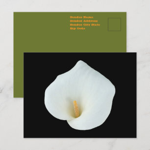 Postal Foto del jardín trasero de Calla blanca Lily Flowe