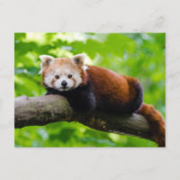 Foto del oso panda rojo