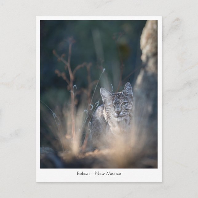 Postal Foto del paisaje de Nuevo México (Anverso)