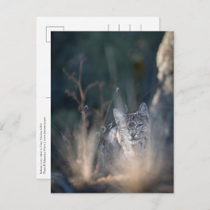 Postal Foto del paisaje de Nuevo México