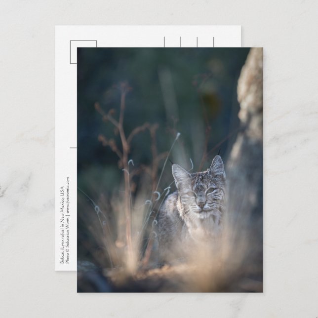 Postal Foto del paisaje de Nuevo México (Anverso / Reverso)