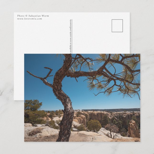 Postal Foto del paisaje de Nuevo México (Anverso / Reverso)