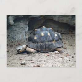Postal Foto del reptil tortoise Wildlife