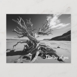 Postal Foto del tronco del árbol de deriva de B&W