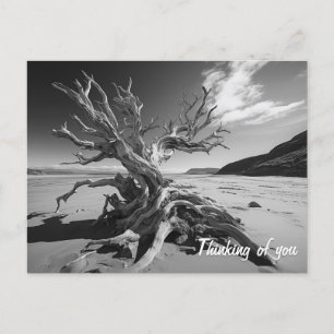 Postal Foto del tronco del árbol de deriva de B&W