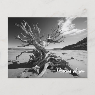 Postal Foto del tronco del árbol de deriva de B&W