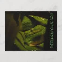 Postal Foto del zoológico Indy de Emerald Tree Boa