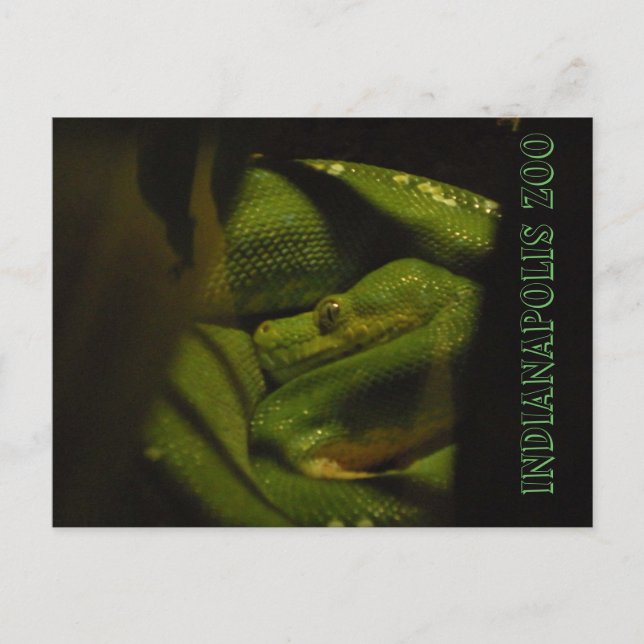 Postal Foto del zoológico Indy de Emerald Tree Boa (Anverso)