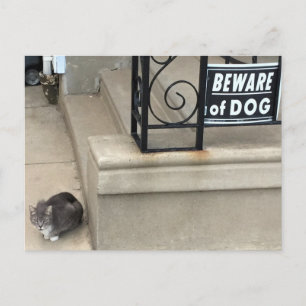 Postal Foto divertida de gato