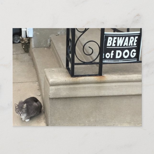 Postal Foto divertida de gato (Anverso)