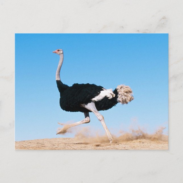 Postal Foto divertida de Ostrich en marcha (Anverso)
