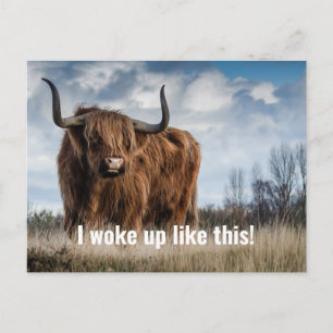 Postal Foto divertida de vaca de las Highlands con la cit