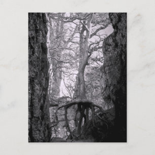 Postal Foto en blanco y negro de árboles