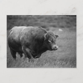 Postal Foto en blanco y negro de un toro