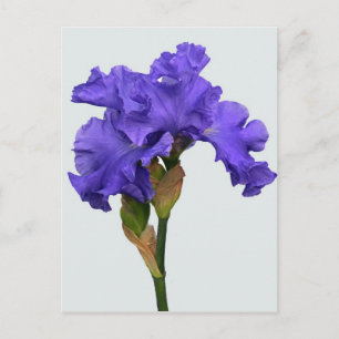 Postal Foto floral de bonito Morado Iris