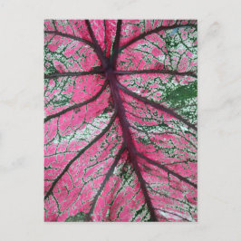 Postal Foto floral de Caladium Red and Green Leaves
