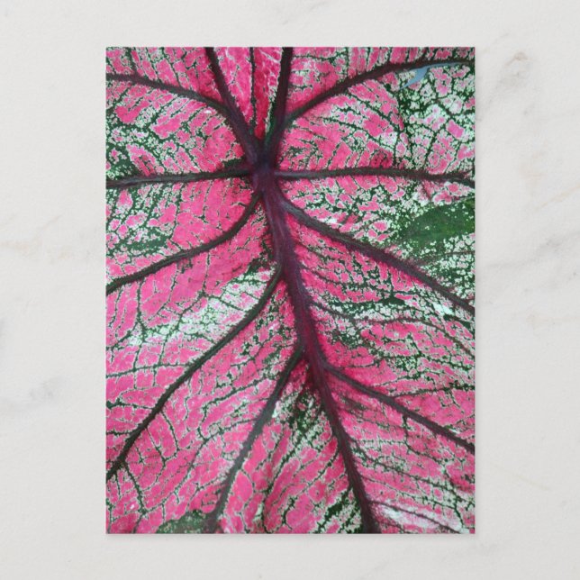 Postal Foto floral de Caladium Red and Green Leaves (Anverso)