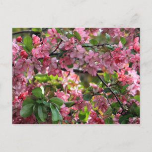 Postal Foto floral de Crabapple rosa