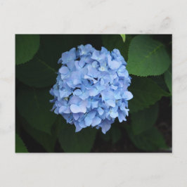 Postal Foto floral de Hydrangea azul de bonito
