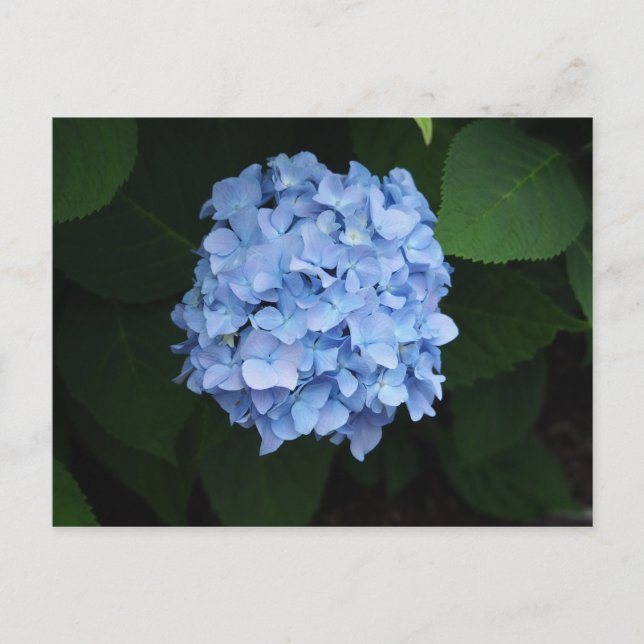 Postal Foto floral de Hydrangea azul de bonito (Anverso)