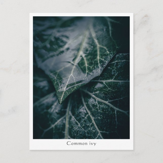 Postal Foto Floral de la naturaleza (Anverso)